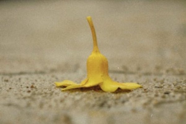 6字网名，个性与文化的交织-新乐天