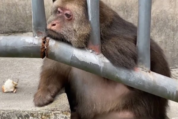 猴子性格平和，适应环境又个性独特；谐音表达需关注内心平衡 。-新乐天