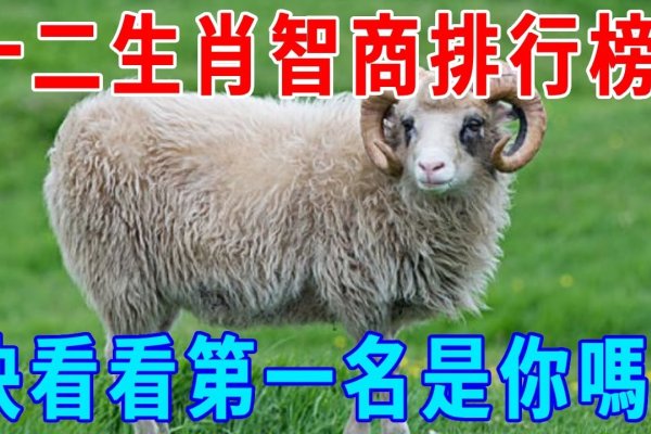 眼高手低打一生肖-新乐天