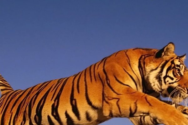 一虎不河，揭示背后的生肖之谜-新乐天