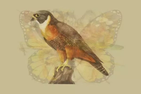 眼花缭乱，难以捉摸—生肖猴的奇幻魅力-新乐天