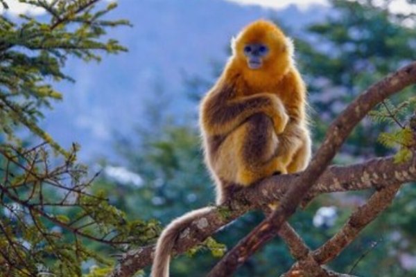 烟火绚丽映生肖—猴-新乐天