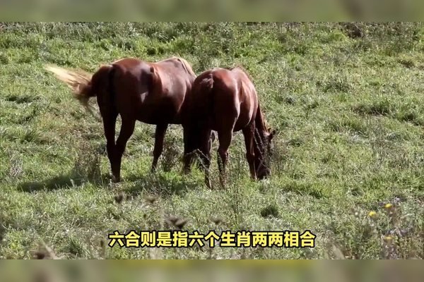 有六有七名自合生肖是什么-新乐天