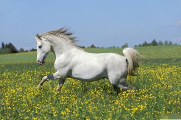 一马当先的生肖—马-新乐天