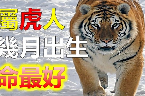 有勇无谋的生肖—虎-新乐天