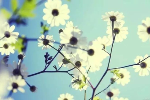 一剪梅花报春红，生肖探秘-新乐天