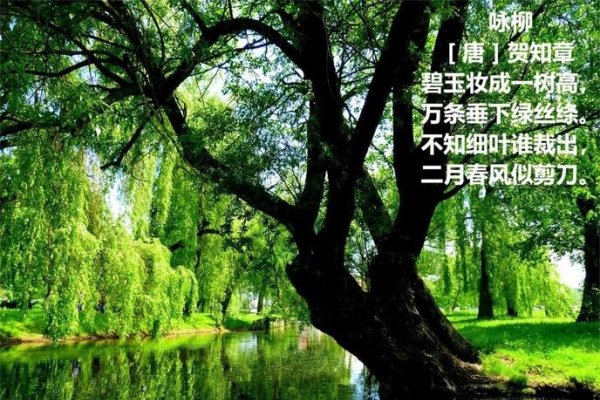 一树一春满山绿，生肖绿意盎然-新乐天