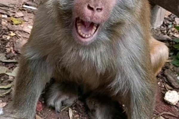 一言不合，生肖猴翻脸最快-新乐天