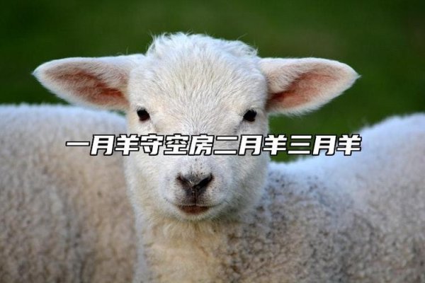 一月羊守空房，新年的温馨与期待-新乐天