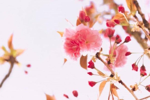 周而复始的生肖之谜-新乐天