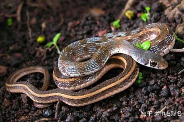 周公解梦，孕妇梦见蛇的象征意义-新乐天