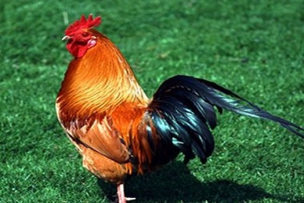 周公解梦之孕妇梦见狗的寓意-新乐天