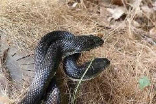 周公解梦，梦见两条蛇的梦境解析-新乐天