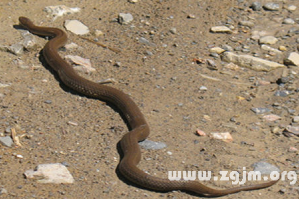 周公解梦之梦见很多蛇的寓意-新乐天