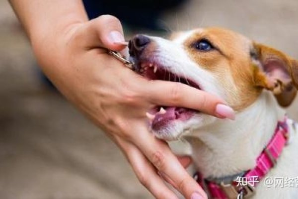 周公解梦,梦见狗咬我-新乐天