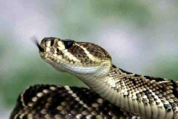 周公解梦大全解析梦见蛇-新乐天