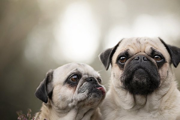 周公解梦大全查询免费，梦境的解读与启示-新乐天