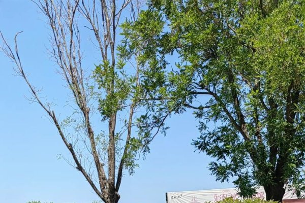 中老年征婚网，搭建银发爱情的桥梁-新乐天